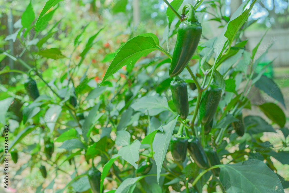 Ripe jalapeno peppers in the garden Ripe jalapeno peppers in the garden