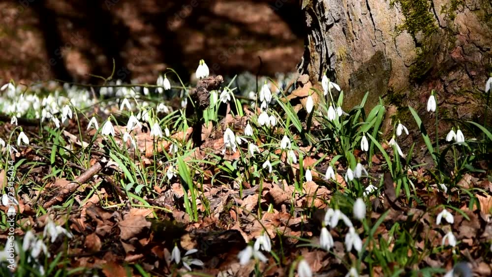 Slider shot Amazing blooming snowdrops in a forest near a tree trunk Slider shot Amazing blooming snowdrops in a forest near a tree trunk