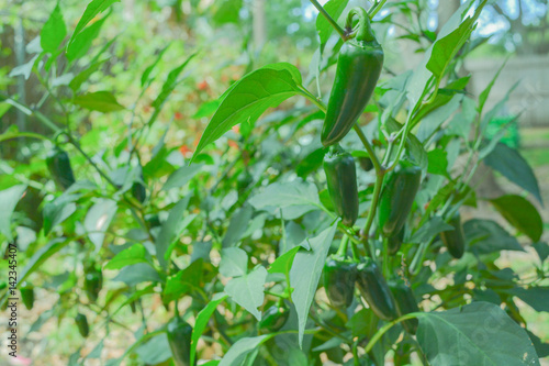 Ripe jalapeno peppers in the garden