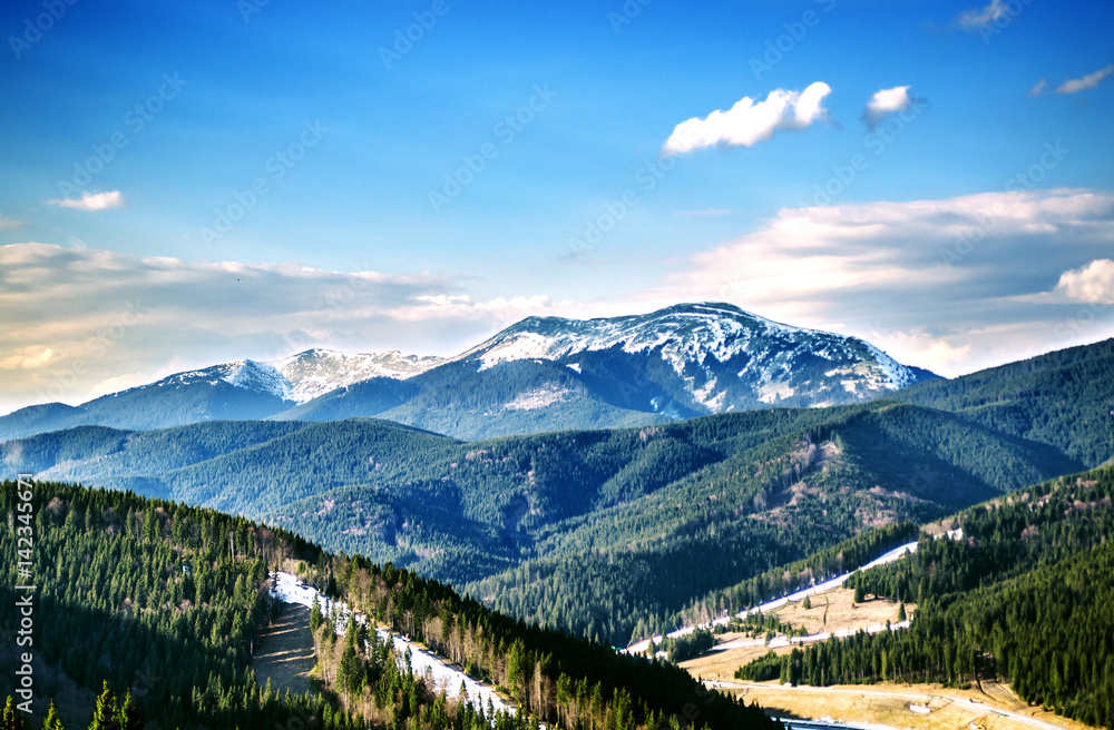 Green forests on the slopes and peaks of the Ukrainian Carpathians. Above the mountains a clear blue sky and white fluffy clouds.