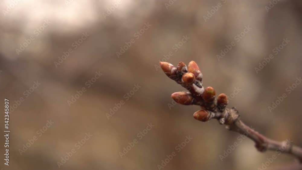 Swollen buds of fruit trees close-up Swollen buds of fruit trees close-up