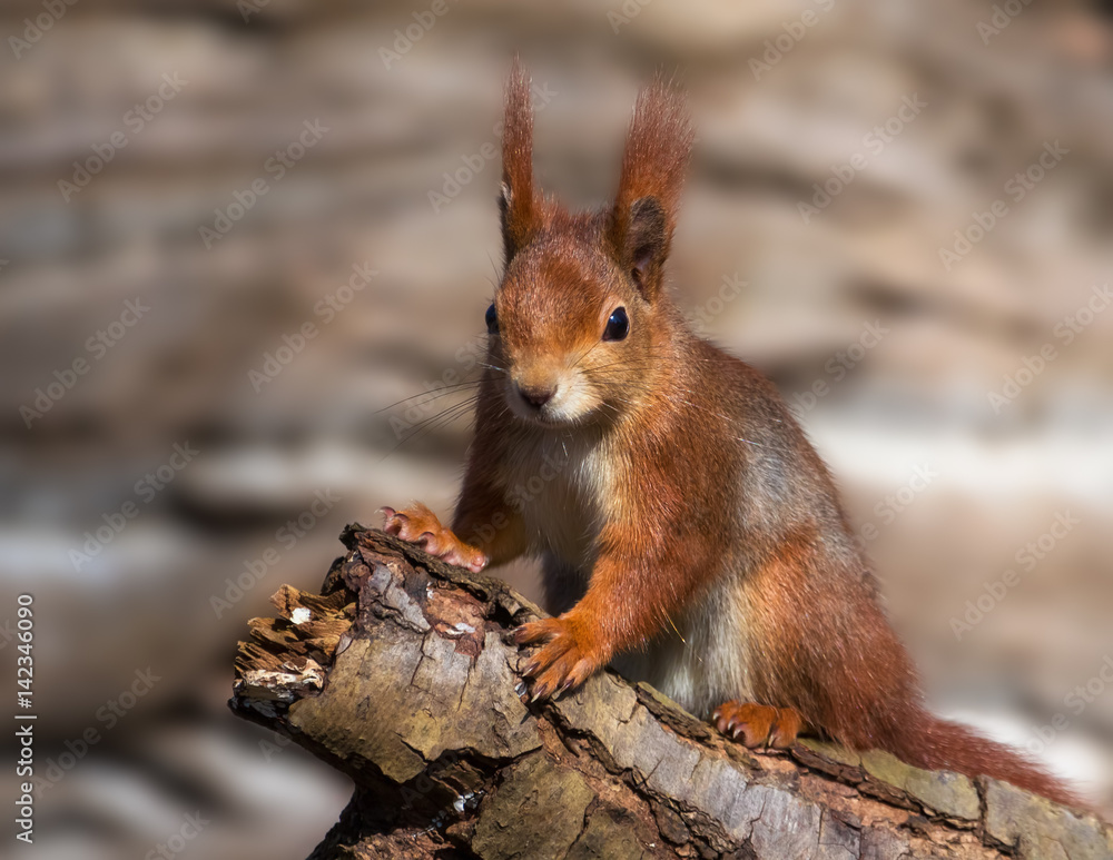 Fototapeta premium European red squirrel on a log