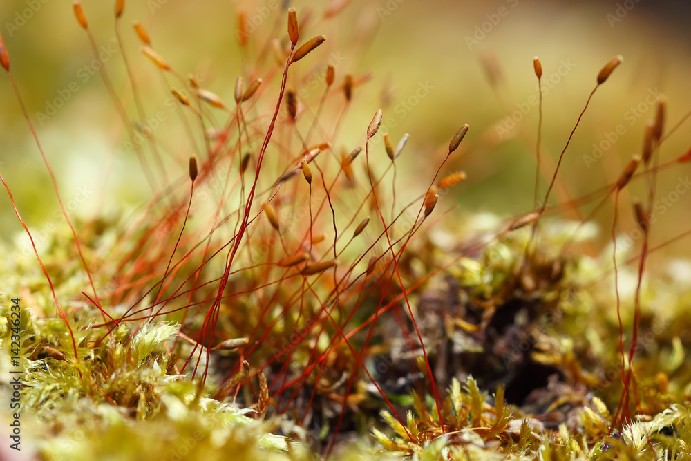 moss spores close up moss spores close up