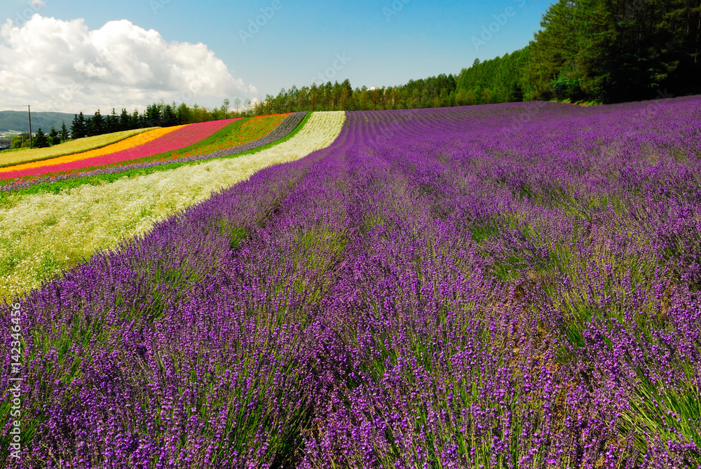 Naklejka premium ファーム富田