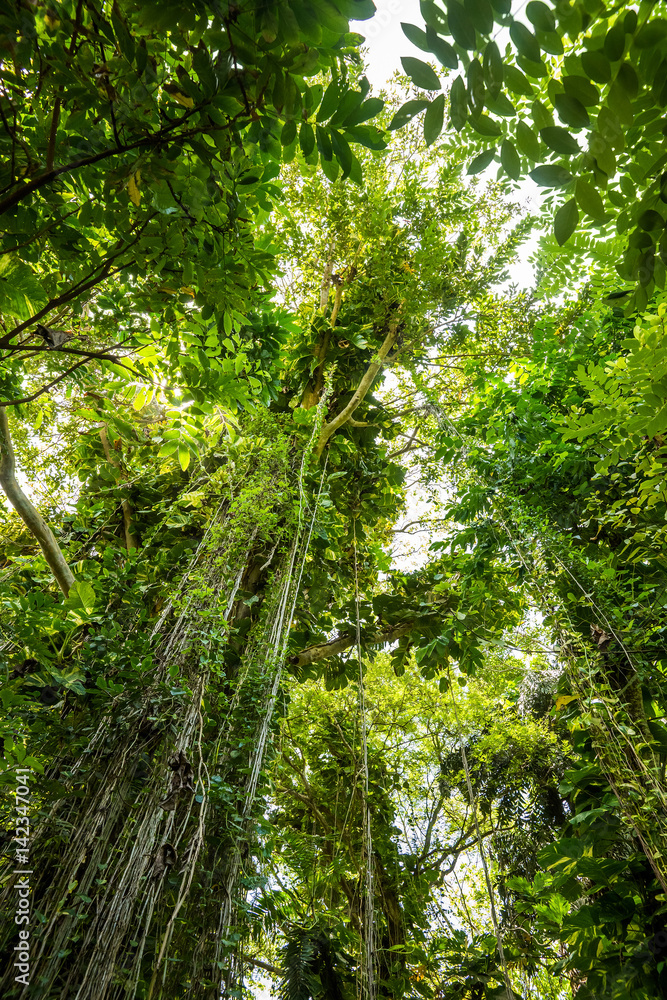 Beautiful, dense vegetation from the jungle forest in Sri Lanka. Beautiful, dense vegetation from the jungle forest in Sri Lanka.