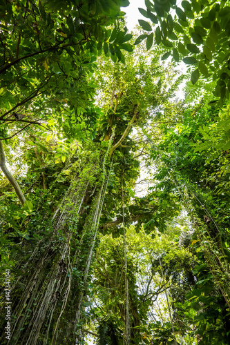Beautiful, dense vegetation from the jungle forest in Sri Lanka.