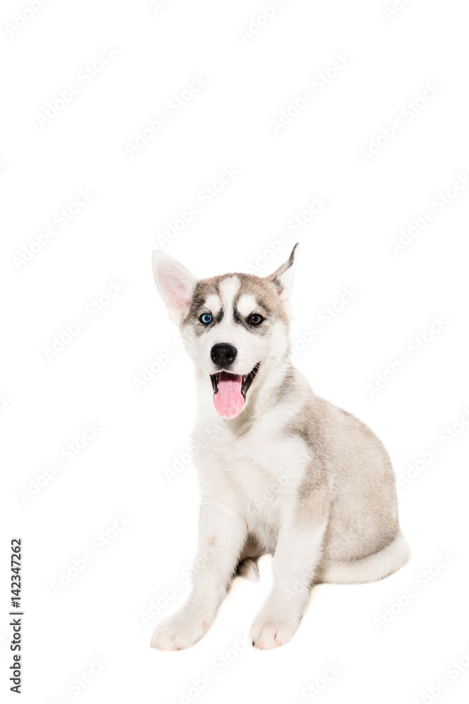 Cute little husky puppy isolated on white background