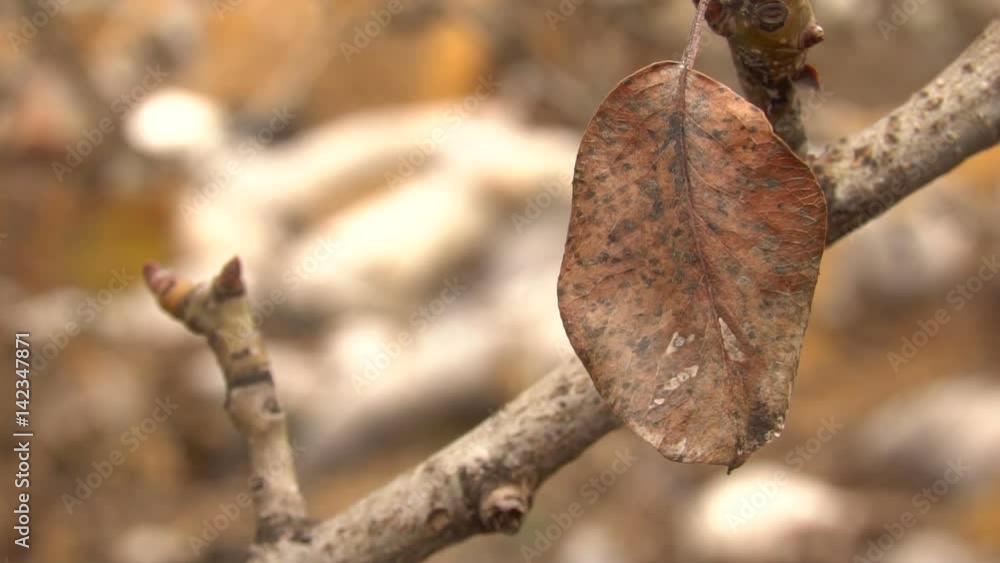 Dry leaves sway on the tree branch in the garden. Slow motion Dry leaves sway on the tree branch in the garden. Slow motion