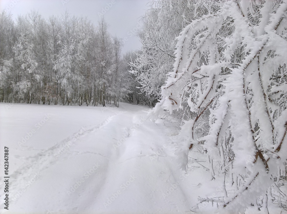 Obraz premium Snow Frost on Birch Trees