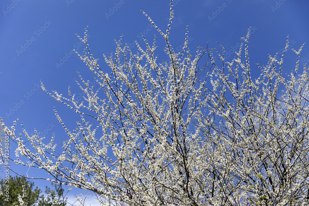 Cherry blossom on a tree branches Cherry blossom on a tree branches