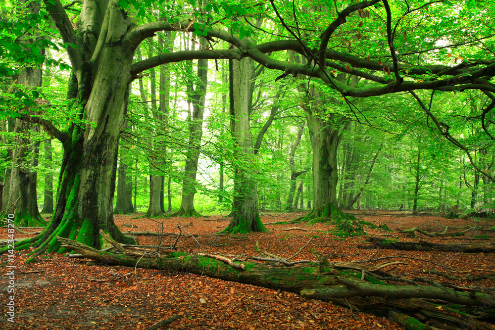 Fototapeta premium Unberührter Wald, riesige knorrige Buchen, mit Moos bedeckt