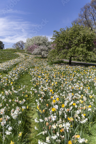 Wallpaper Mural Blossoming garden during the spring Torontodigital.ca