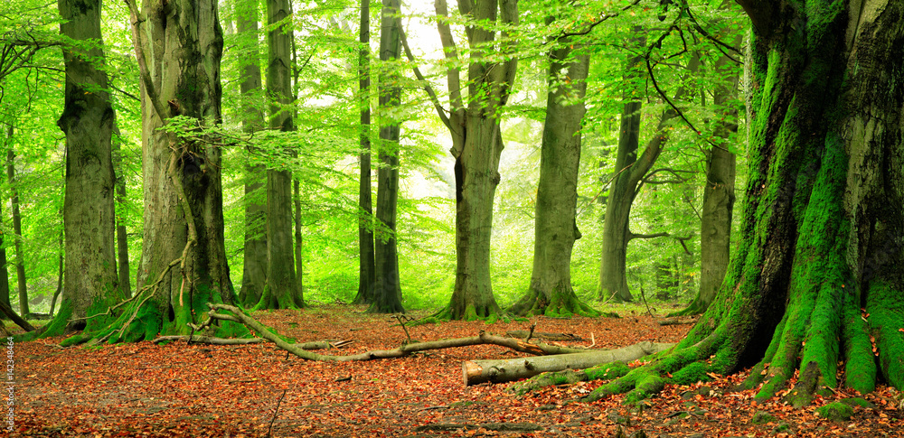 Fototapeta premium Prawie naturalny las, ogromne, sękate buki, porośnięte mchem