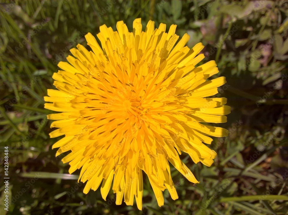 Taraxacum Officinale (Dandelion) - Happiness Taraxacum Officinale (Dandelion) - Happiness