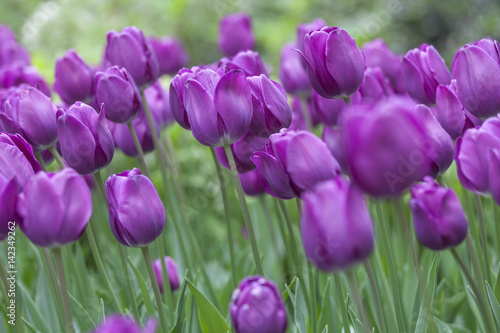 Beautiful violet tulips in spring