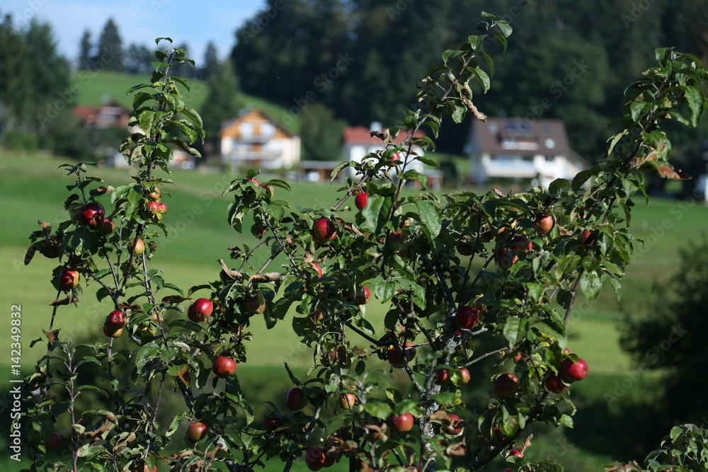 Apple Tree in German Countryside