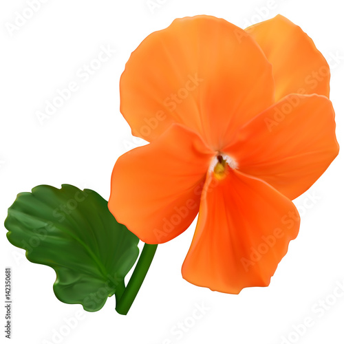 Orange viola flower