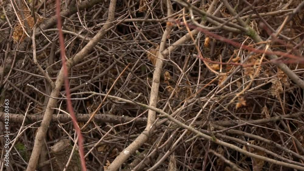 A blockage from the dry broken branches of trees. Slow motion A blockage from the dry broken branches of trees. Slow motion