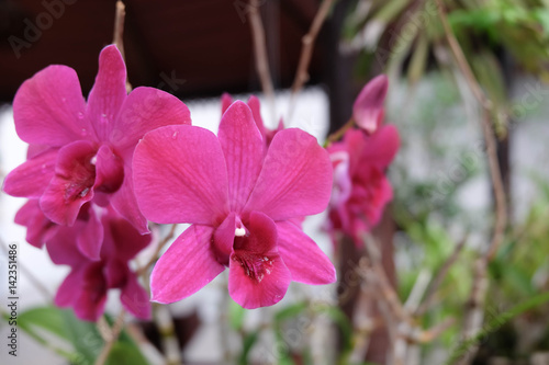 Pink Orchid.