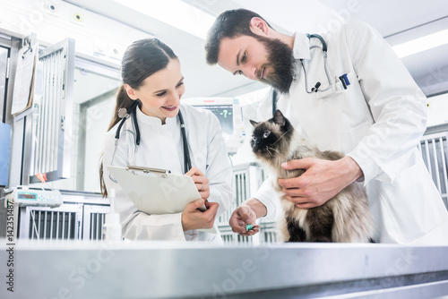 Tierärzte oder Veterinäre untersuchen Katze in Intensivstation von Tierklinik