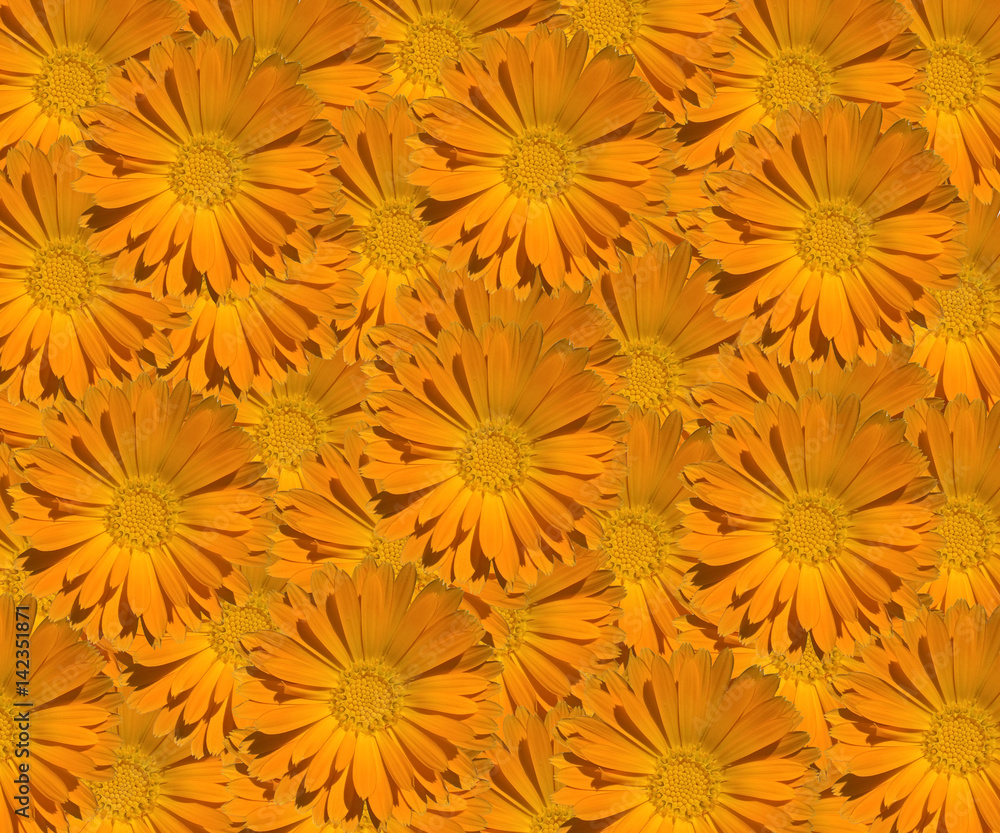 Marigold (Calendula) Pattern Marigold (Calendula) Pattern