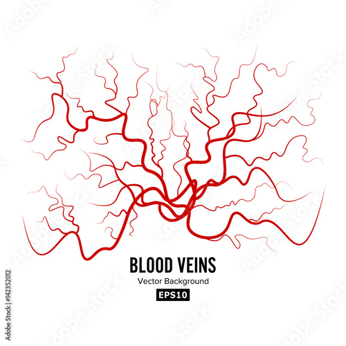 Human Blood Veins Vector. Red Blood Vessels Design. Illustration Isolated On White Background