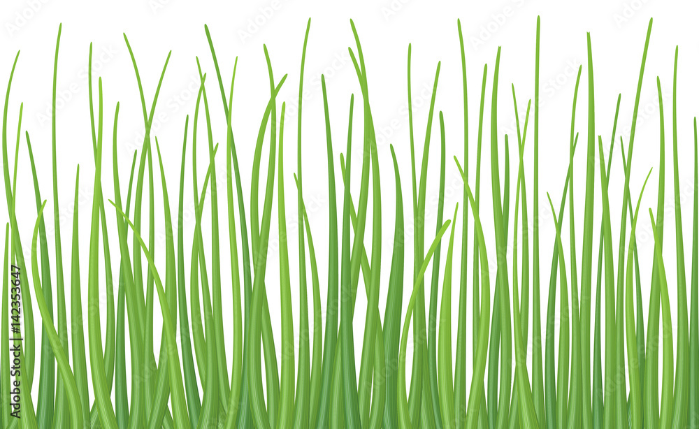 High quality textured green grass on white background, seamless vector illustration.