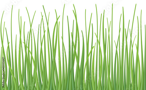 High quality textured green grass on white background, seamless vector illustration.