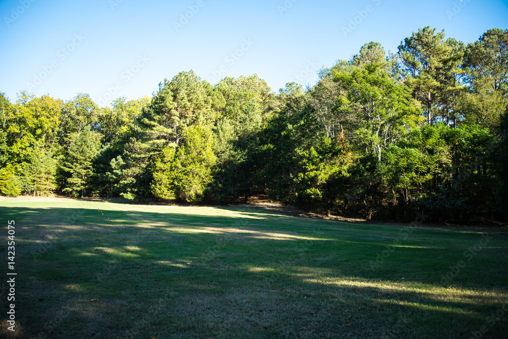 Georgia Forest 