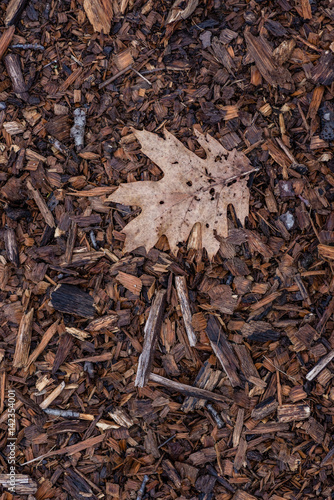 single leaf laying on ground in forest on a pile of wood chips