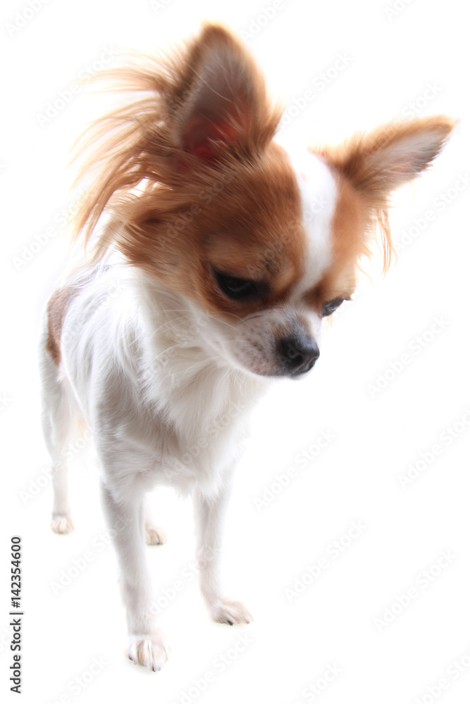 chihuahua is resting chihuahua is resting