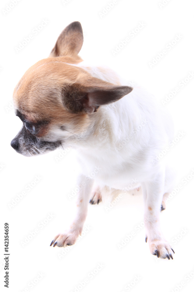 chihuahua is resting