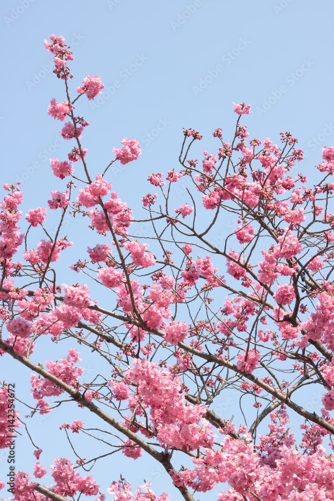 桜 背景素材 桜 背景素材