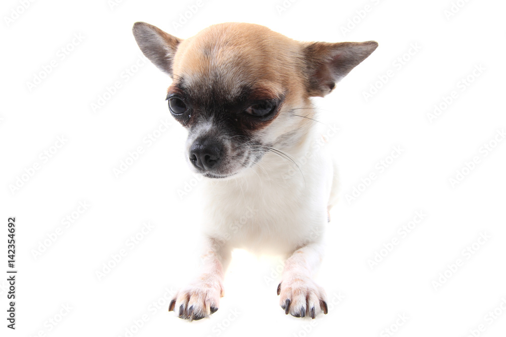 chihuahua is resting chihuahua is resting
