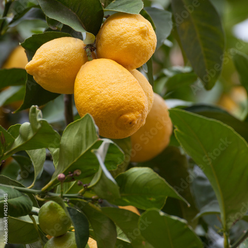 Yellow citrus fruits hanging on lemon tree