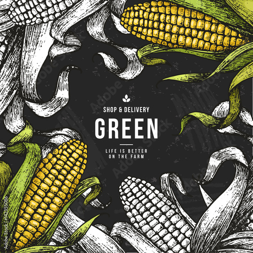 Corn on the cob vintage design template. Botanical corn. Vector illustration