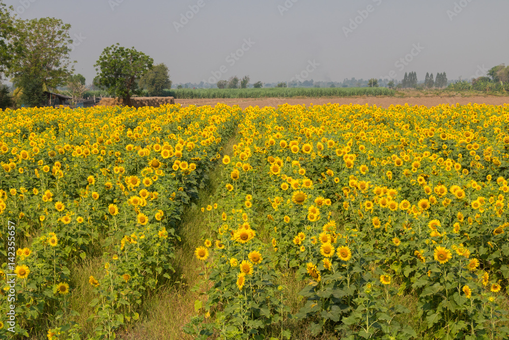 sunflower