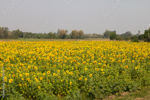 sunflower © Nawarit