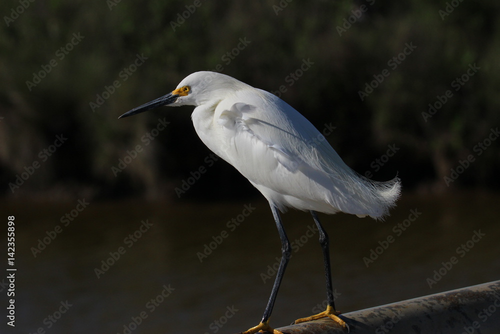 Egret in Wait Egret in Wait