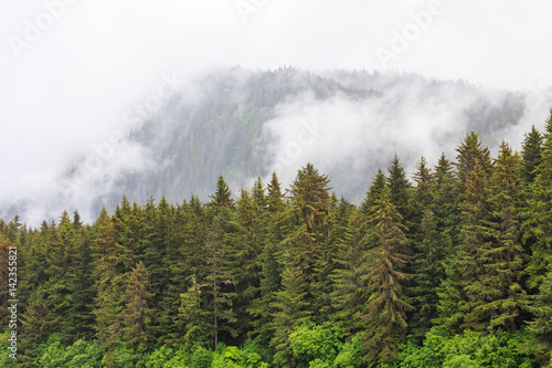 Fir Trees by Misty Mountains