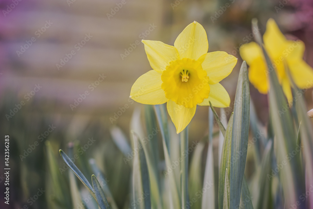 Obraz premium daffodil