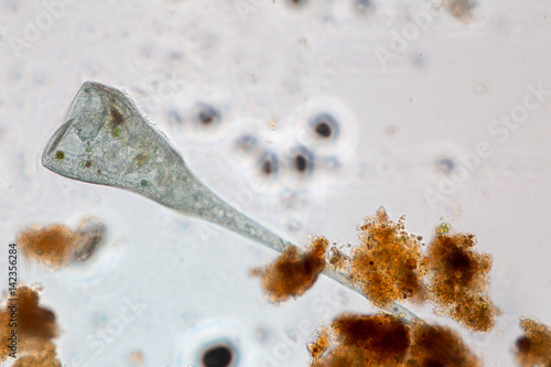 Stentor (ciliate) in waste water under the microscope. photo