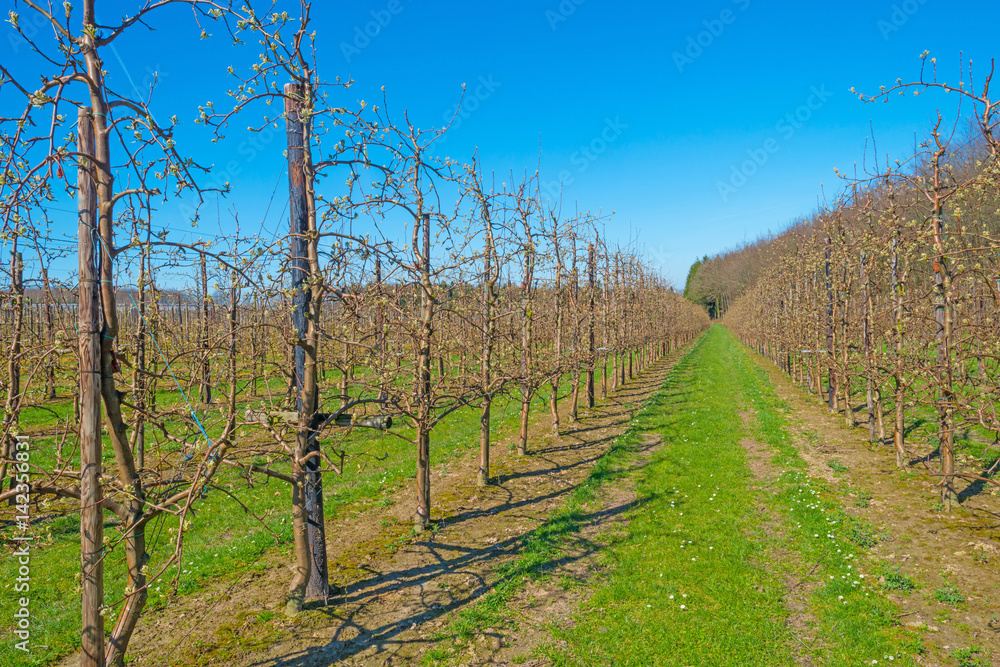 Naklejka premium Budding fruit trees in an orchard in spring
