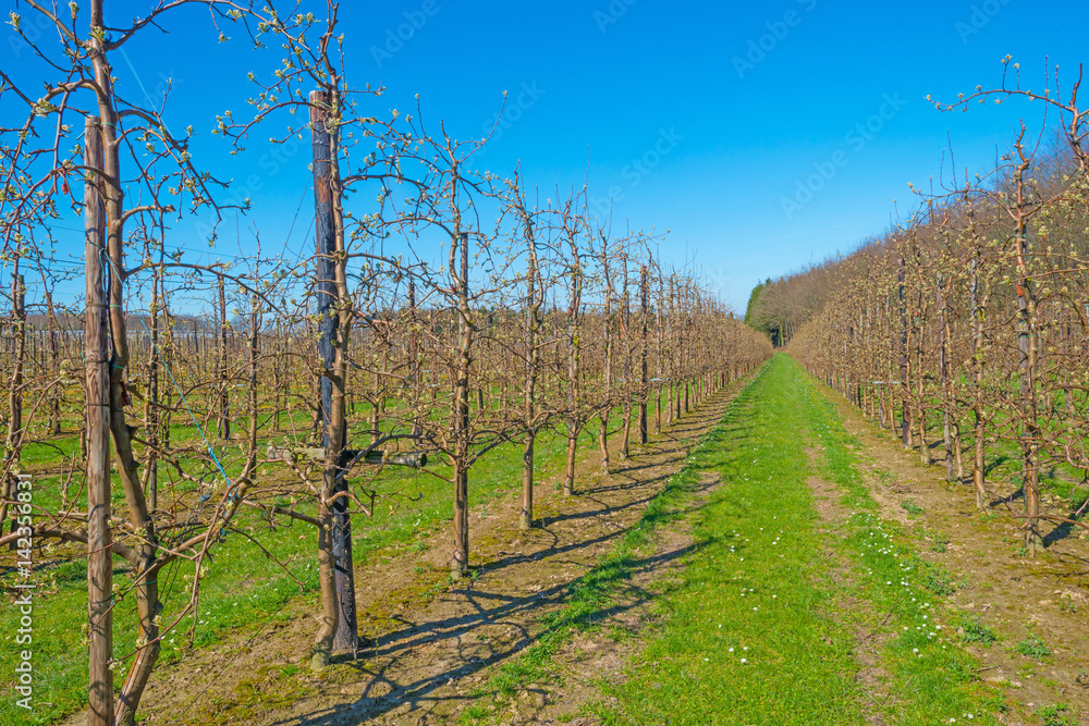 Budding fruit trees in an orchard in spring