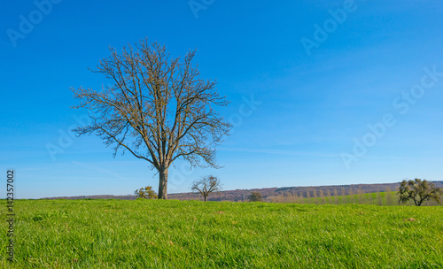 Tree in a sunny meadow in spring 