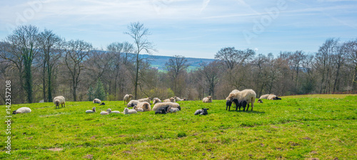 Sheep and lambs in a meadow in spring   © Naj