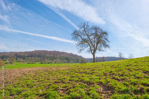 Panorama of a sunny green meadow on a hill  photo