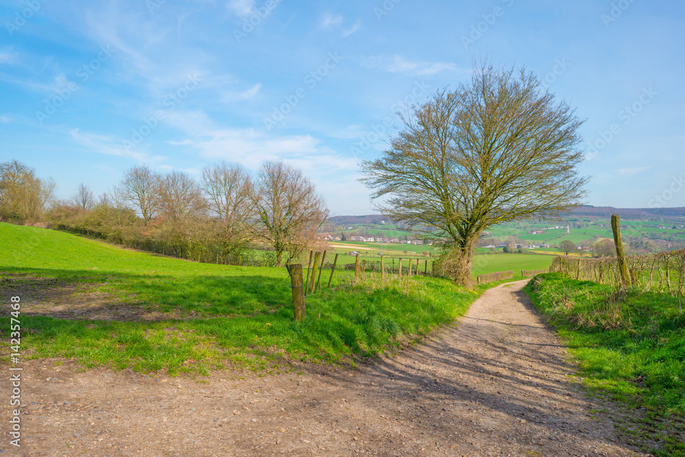 Path through a field in spring