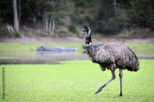 Fototapeta Emu
