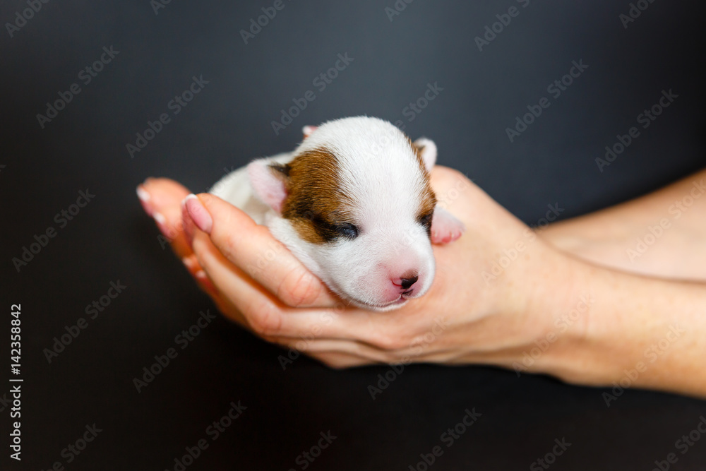 Jack Russell Terrier tricolor puppy, 1 weeks puppy old, indoor studio shoot on black background Jack Russell Terrier tricolor puppy, 1 weeks puppy old, indoor studio shoot on black background